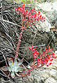 Dudleya cymosa