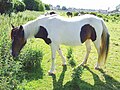 Pie tobiano sur une base bai-brun.