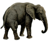 ELEPHANTIDAE/