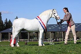 Étalon Welsh A de robe grise, primé comme champion régional.