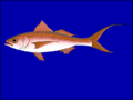 ハマダイ Etelis coruscans (Deepwater longtail red snapper)