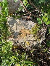 Fossile di rudista in località Cavallo Bianco