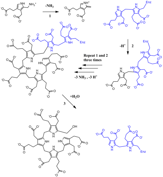 Full PBG Deaminase Mechanism