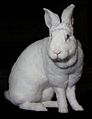 Mammifère : Lapine de race Géant blanc du Bouscat (Oryctolagus cuniculus)