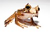 A horned marsupial frog