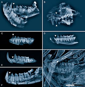 Radiografia comparando fósseis de maxilar de primatas do Eoceno encontrados em Geiseltal, Alemanha Ocidental. O G é de um Godinotia neglecta