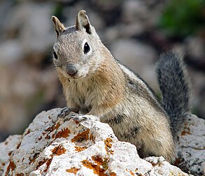 Esquilo-terrestre-de-capa-dourada (Callospermophilus lateralis) no Parque Nacional de Bryce Canyon, Utah, Estados Unidos. (definição 2 060 × 1 773)