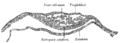 Sección a través de un disco embrionario de Vespertilio murinus.