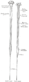 Diagrams of the medulla spinalis.