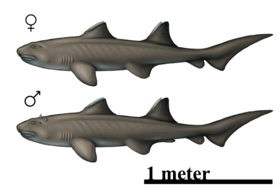 Hybodus hauffianus