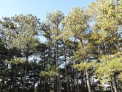 Kiltepan Peak pine trees