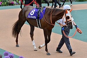 競走馬クリノプレミアム