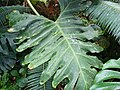 Leaf of Thaumatophyllum bipinnatifidum at the Boston University Greenhouse