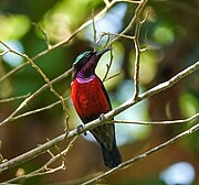 sunbird with red underparts, blackish upperparts, purplish throat, and glossy blue-green crown