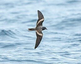 Flying dark bird over water