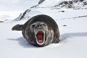 Southern Elephant Seal