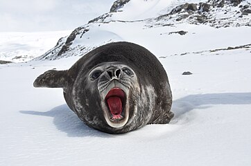 Juvenile southern elephant seal