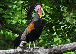 Green junglefowl (Gallus varius Javan junglefowl)