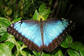 蛱蝶科的黑框蓝闪蝶 Morpho helenor peleides