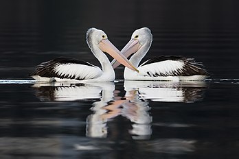 Deux pélicans à lunettes (Pelecanus conspicillatus) photographiés en Tasmanie (Australie). (définition réelle 2 000 × 1 333)