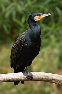Great cormorant, by JJ Harrison