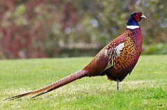 Description de l'image Pheasant.jpg.