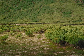 Matorrales de pino enano siberiano