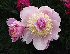 Paeonia lactiflora 'Desjardins’