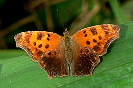 Polygonia comma