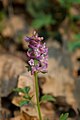 млађа (Corydalis cava)