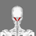 Position of rectus capitis posterior major muscle (shown in red).