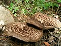 Cuticule imbriquée (Sarcodon imbricatus)