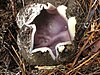 A roughly spherical cup fungus growing in the ground with the top opened up up to reveal pink-violet flesh on the inside