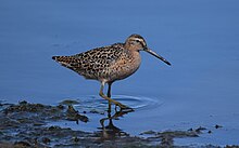 A shorebird with a long bill walks in shallow water on a mudflat.