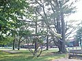 Parking area and lodge buildings