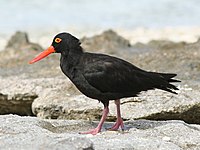 Sooty Oystercatcher