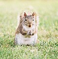 Squirrel feeding.