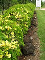 Flowering hedge