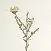 S. hintonii: Details of the inflorescence of a specimen of Symphyotrichum hintonii collected in Guerrero, Mexico, on 21 December 1937.