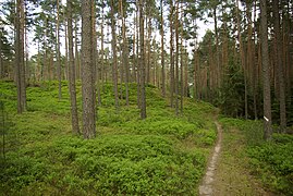 Typischer Kiefernwald mit Heidelbeeren und rechts Fichtenanflug im Unterstand