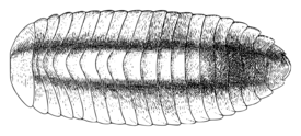 Многоножка Termitodesmus ceylonicus