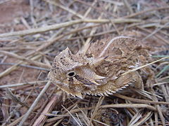 Description de l'image TexasHornedLizard.jpg.