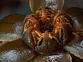 Tiputinia foetida closeup