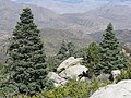 White firs at Toro Peak, California