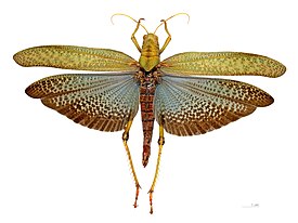 Ephippiger ephippiger