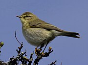 Phylloscopus trochilus