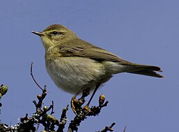 Вівчарик весняний (Phylloscopus trochilus)