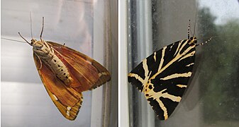 Écaille chinée sur une vitre : dessous et dessus.