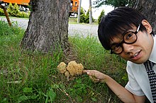 北海道のハナビラタケ