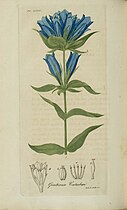 Plate 34, Bigelow's American Medical Botany (1818-1820)